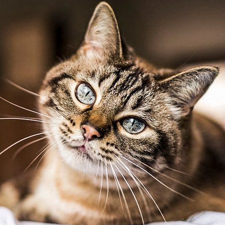 Kitty